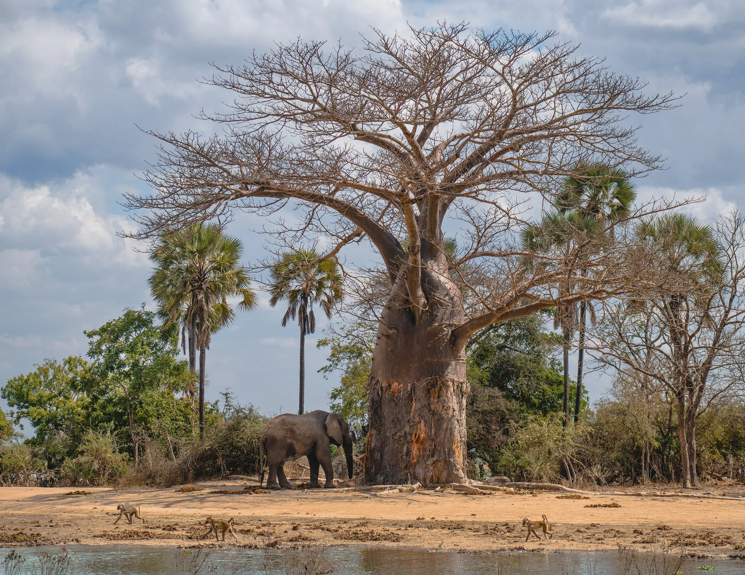 10-BaobabElephant.jpg