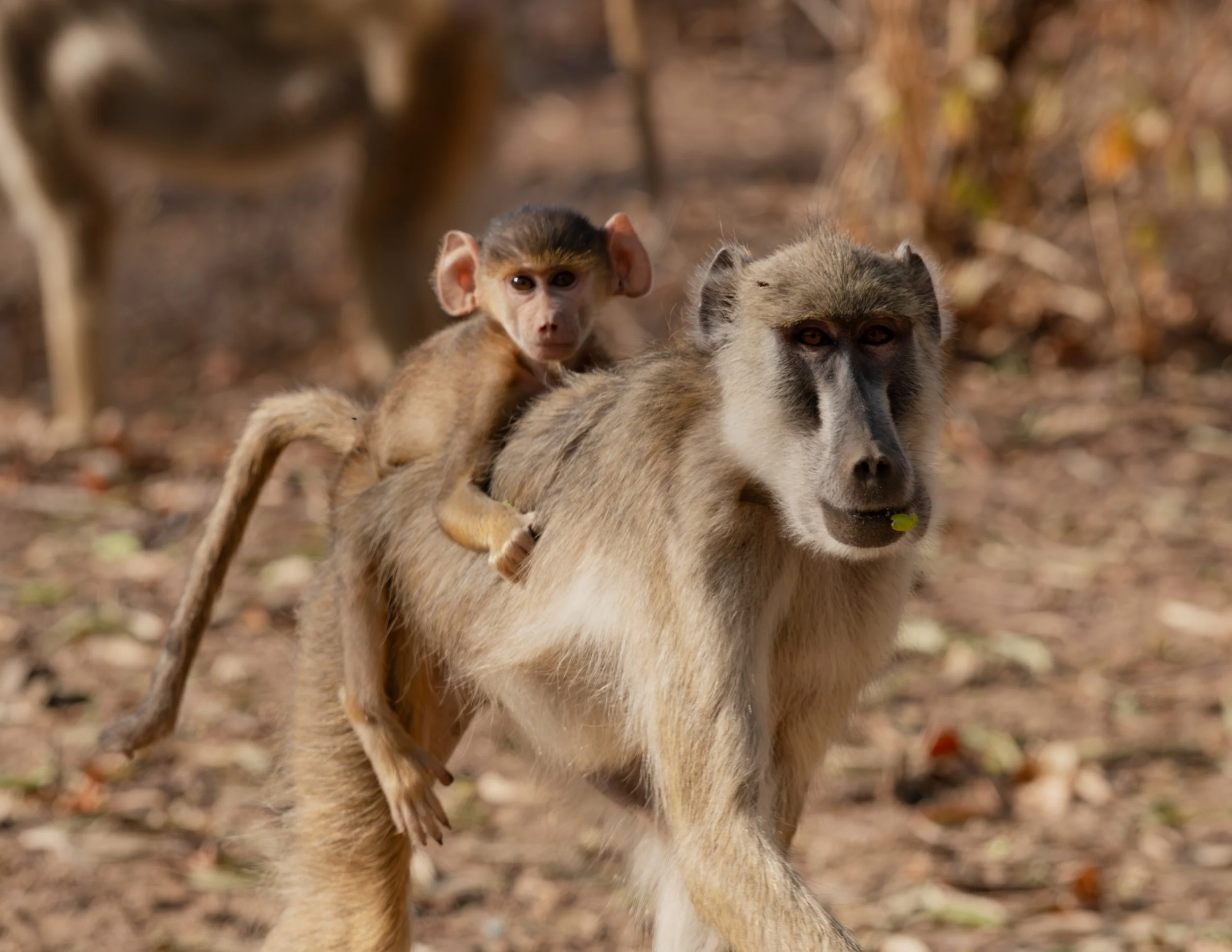 02-Baboon Ride.jpg