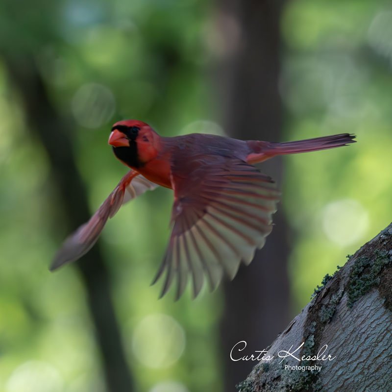 Cardinal-Flight.jpg