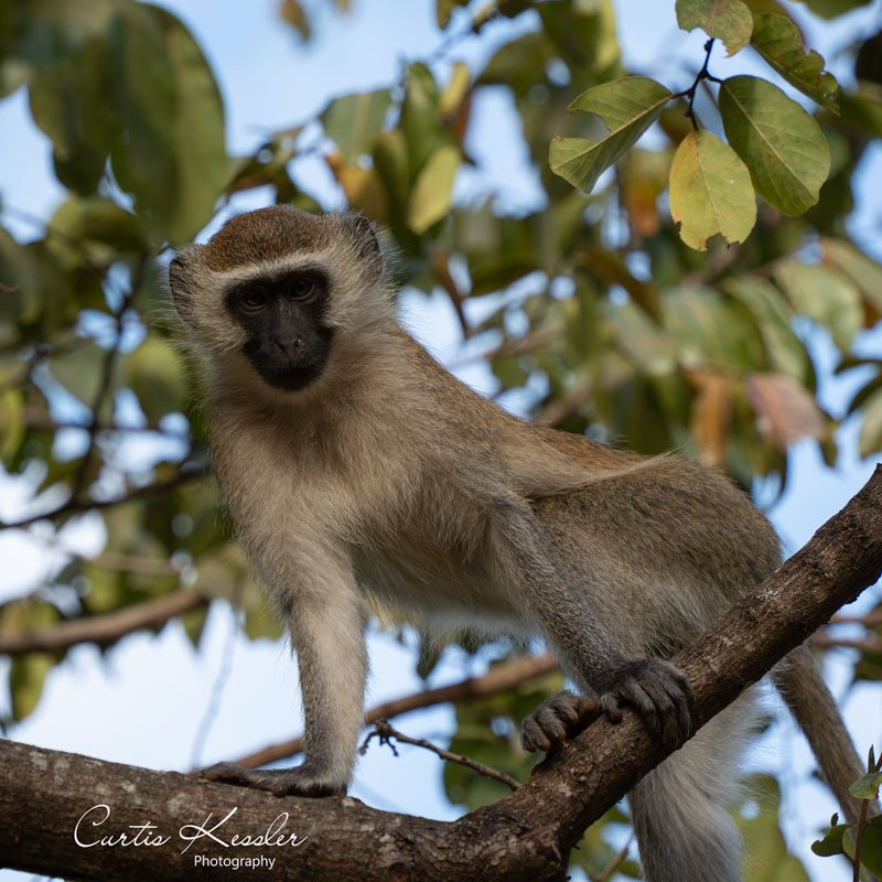 Namikango-monkey-stare.jpg