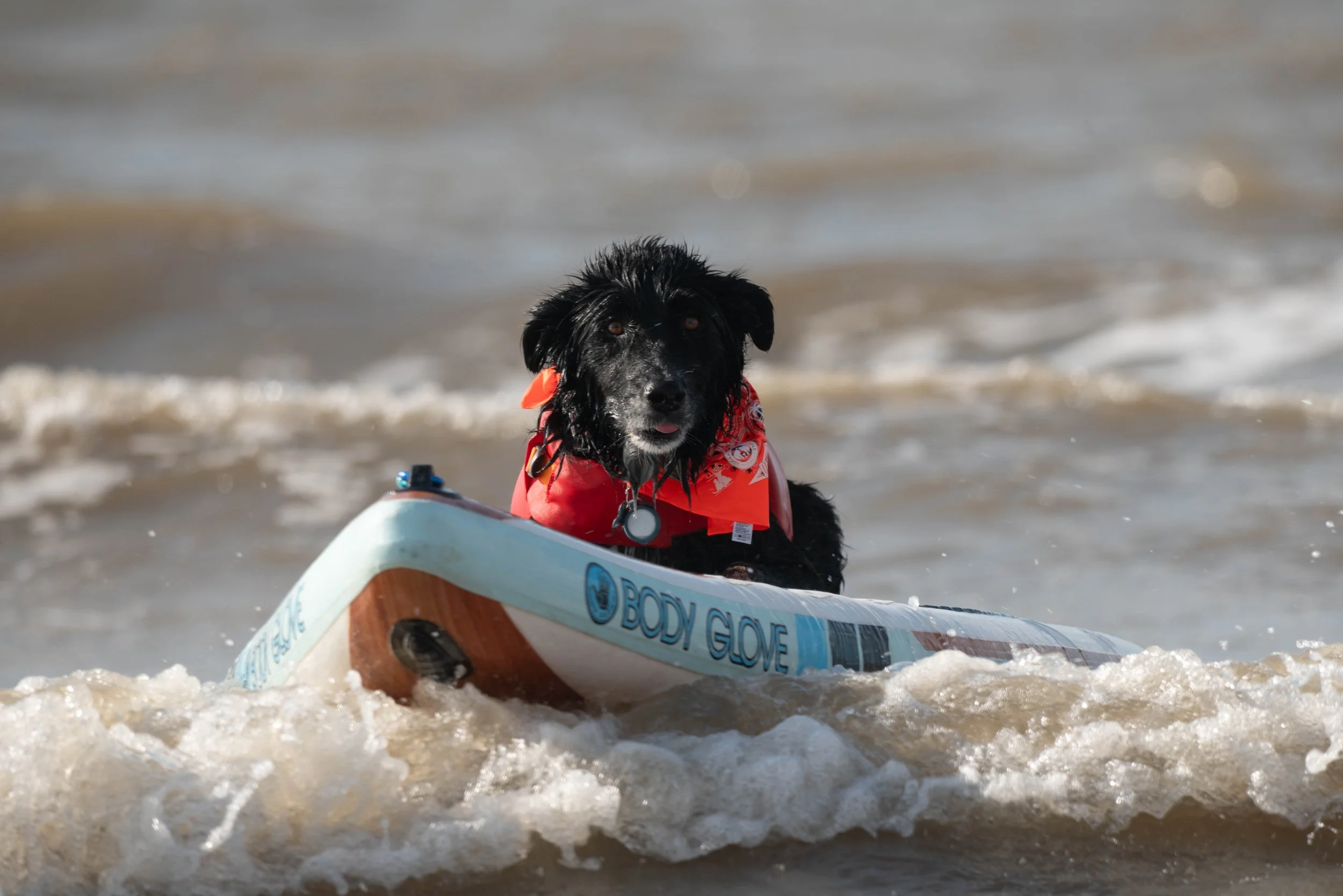 Surf Dog competition