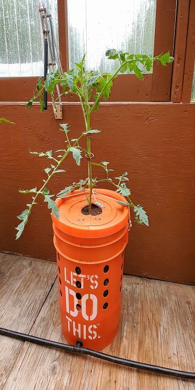 Grow Bucket.jpg
