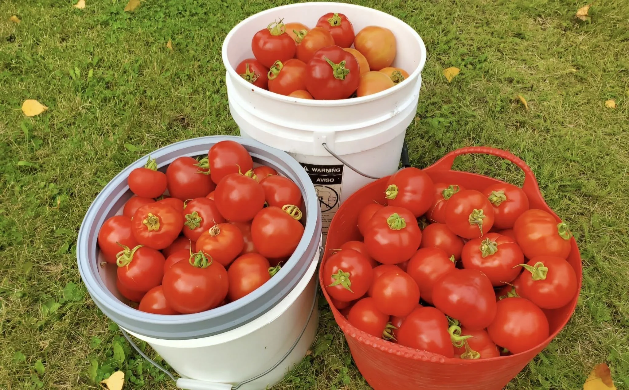 Tomato Harvest.jpg