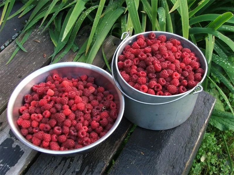 Raspberries 2010.JPG