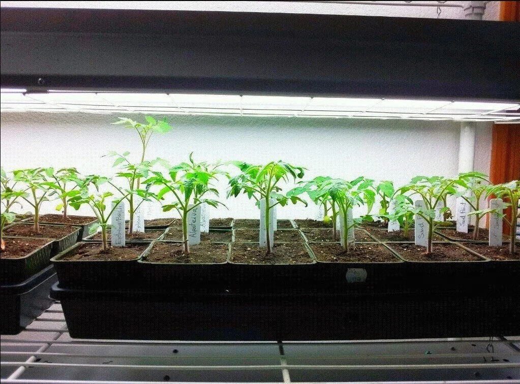 Grow Lights For Starting Seeds
