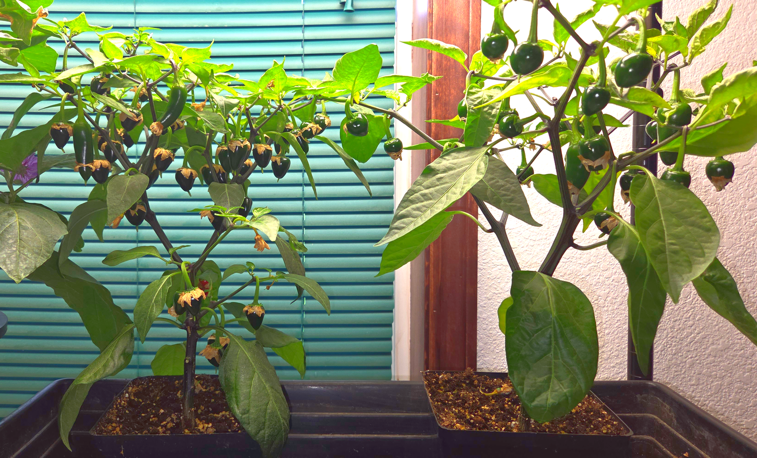 Indoor container gardening all year.