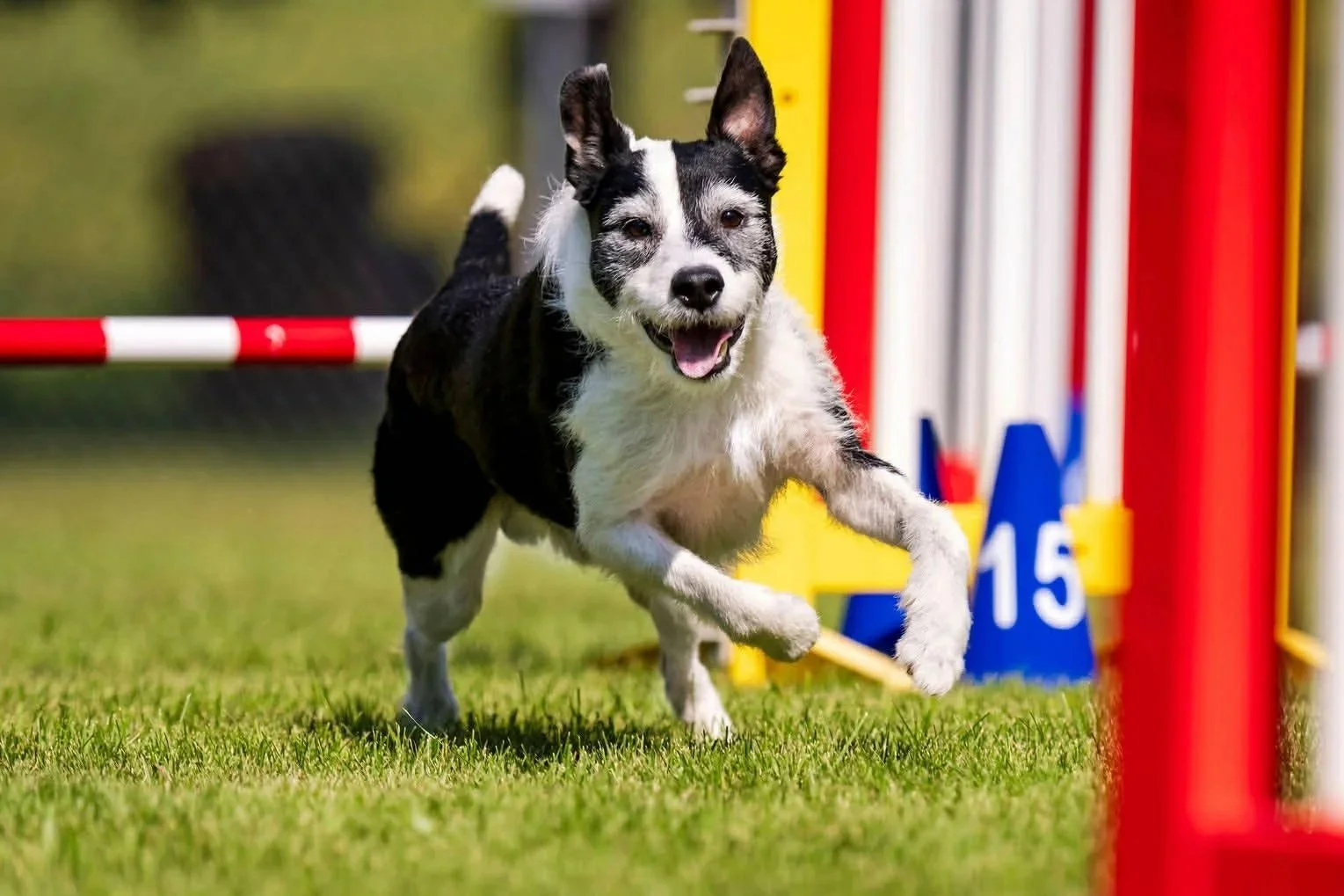 Dog running and jumping over agility obstacles on a grassy field.