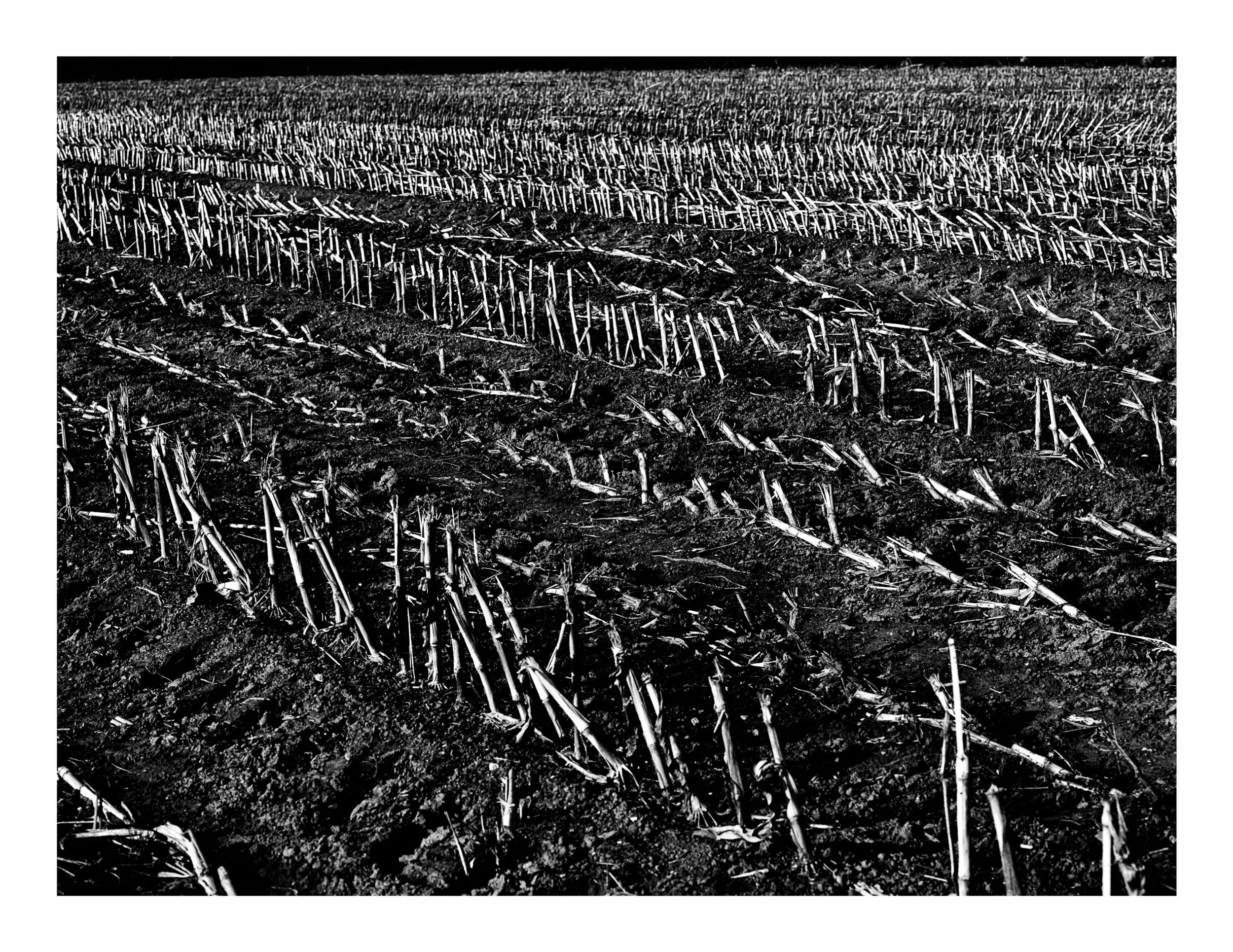 Web- LIGNES- 00-05-117.jpg