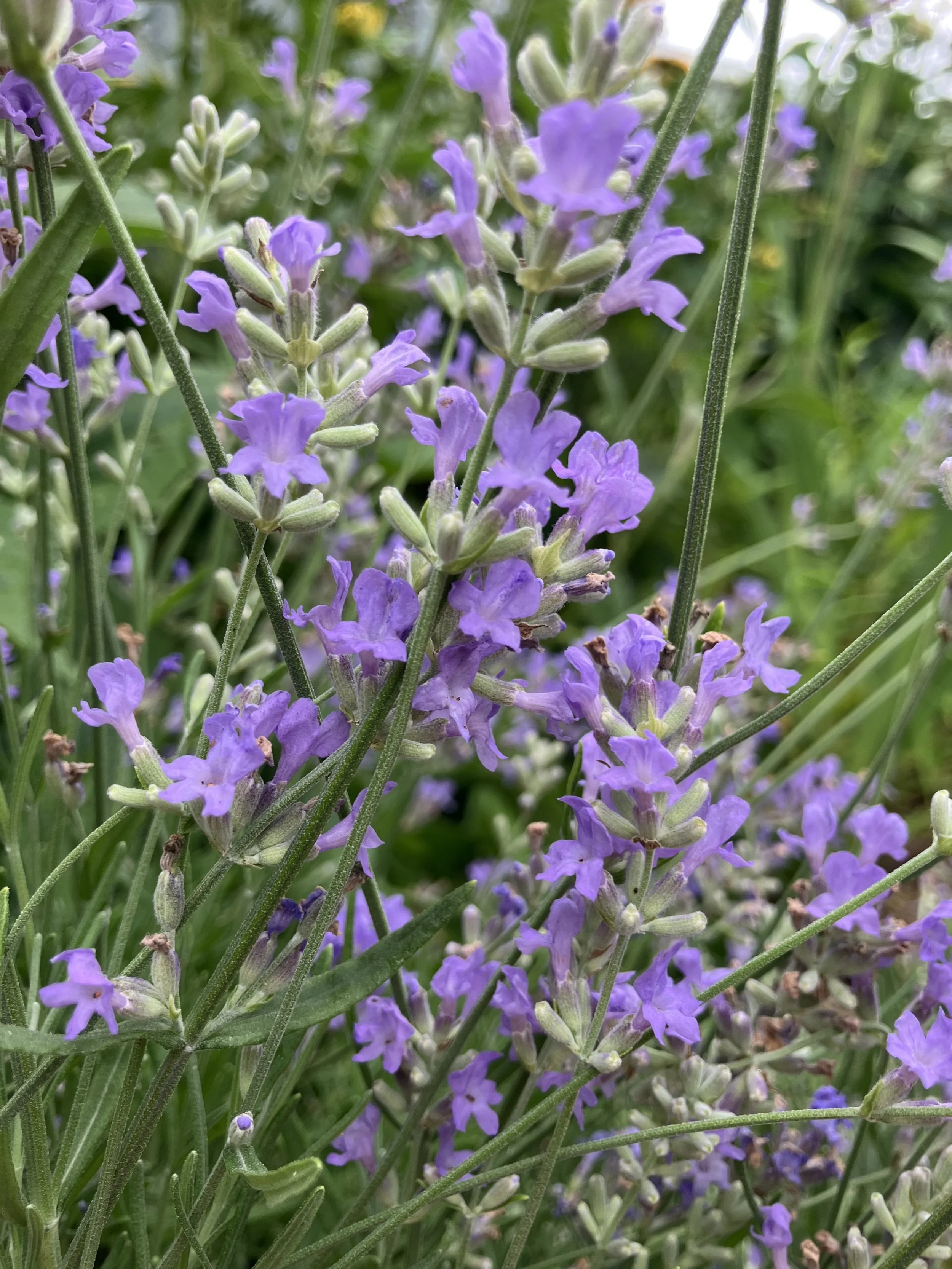 Gentle Yoga 4-week series