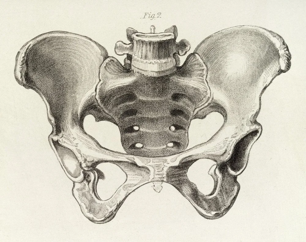 A vintage, black and white illustration of a human pelvis and lower spine viewed from the front.