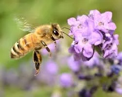 BEE DAY