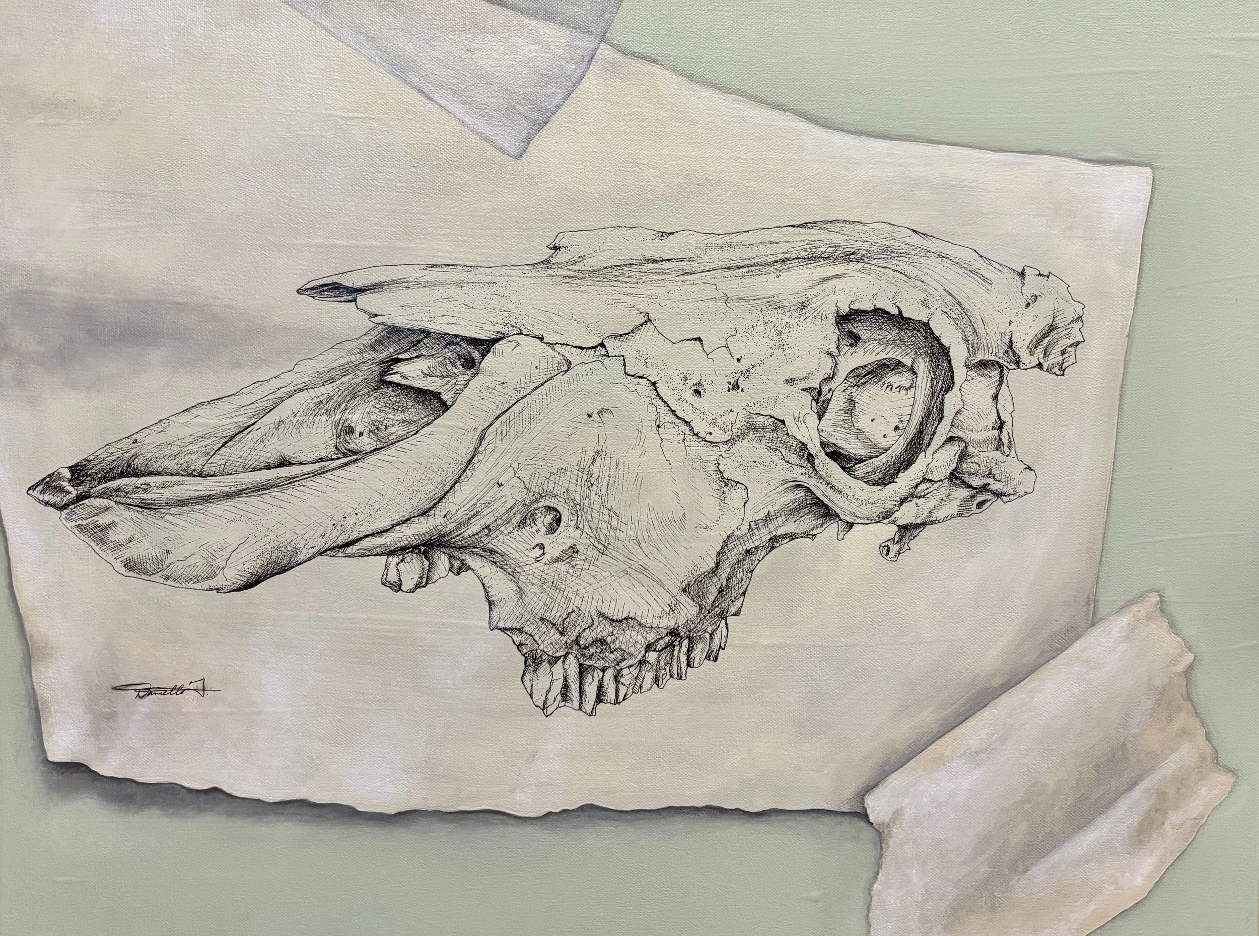 "Sketch of a Cow Skull" 24x18