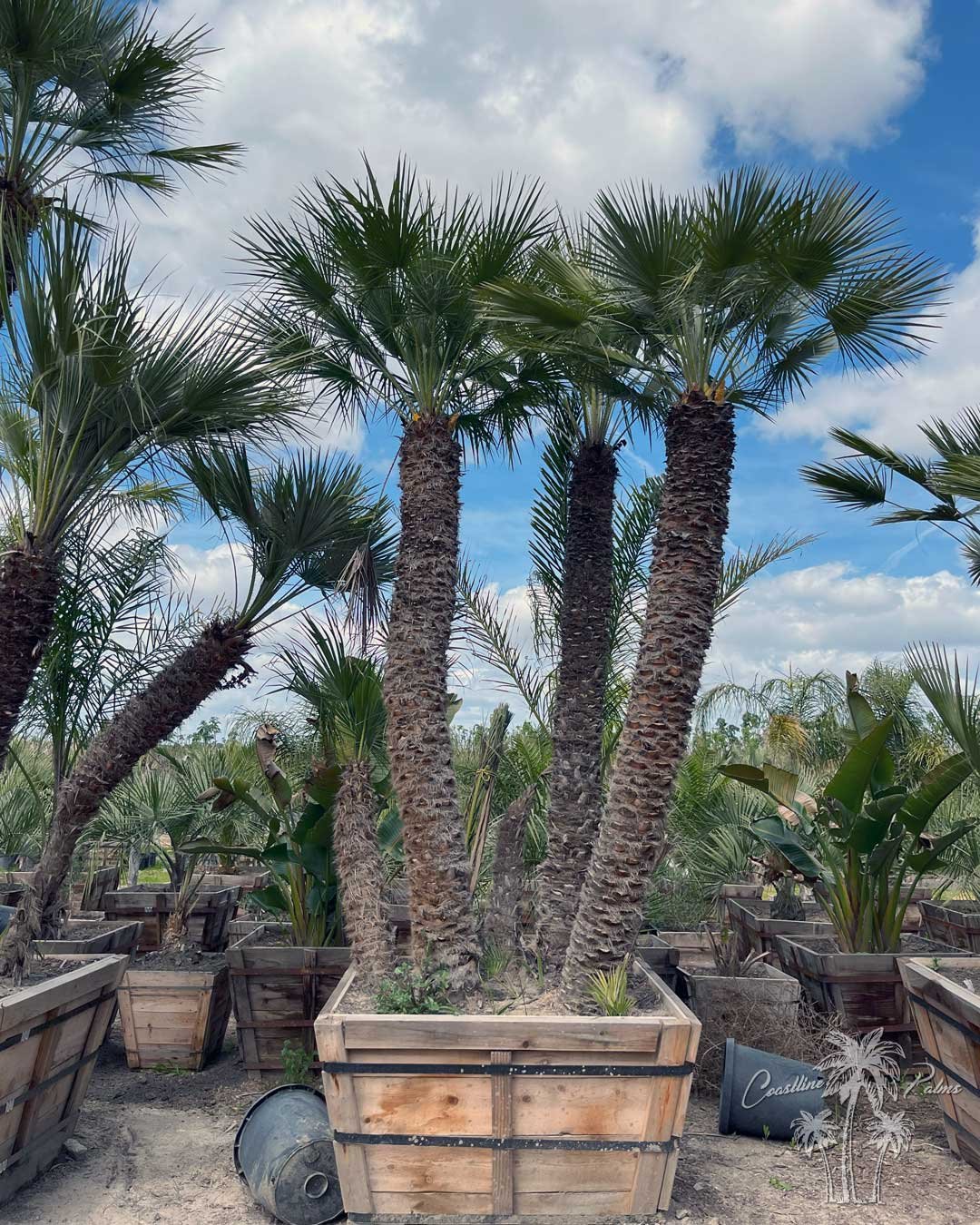 Coastline Palms Trees, Mediterranean Fan Palm, Boxed at our California Yard