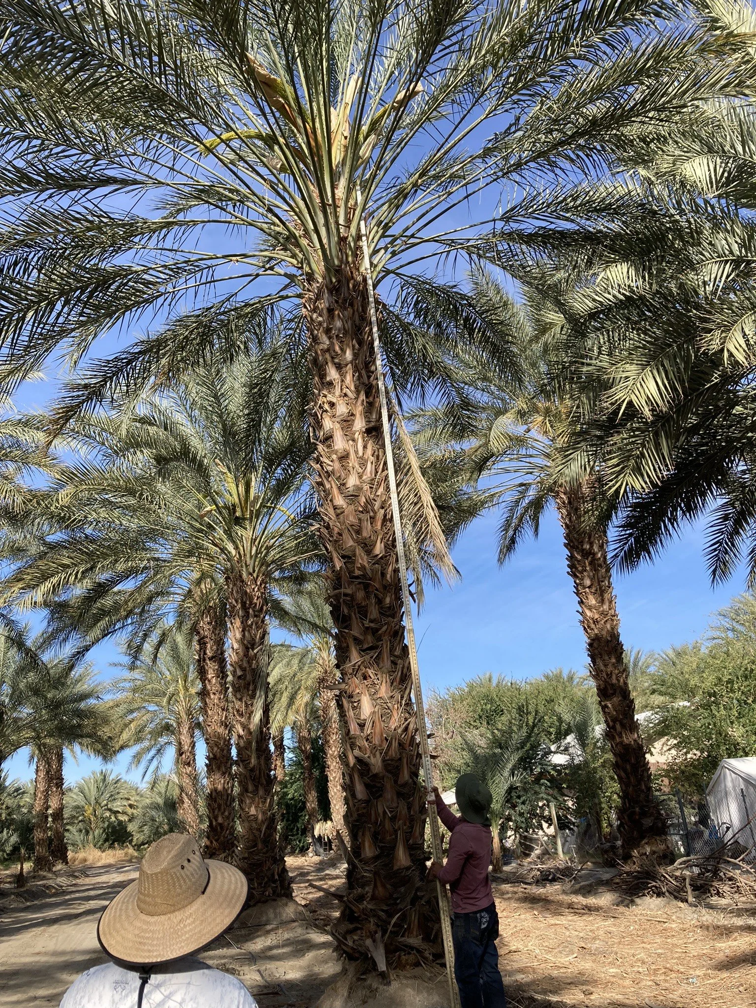 Date Palms for sale , Canary Palms for sale, Mexican Fan Palms for sale
