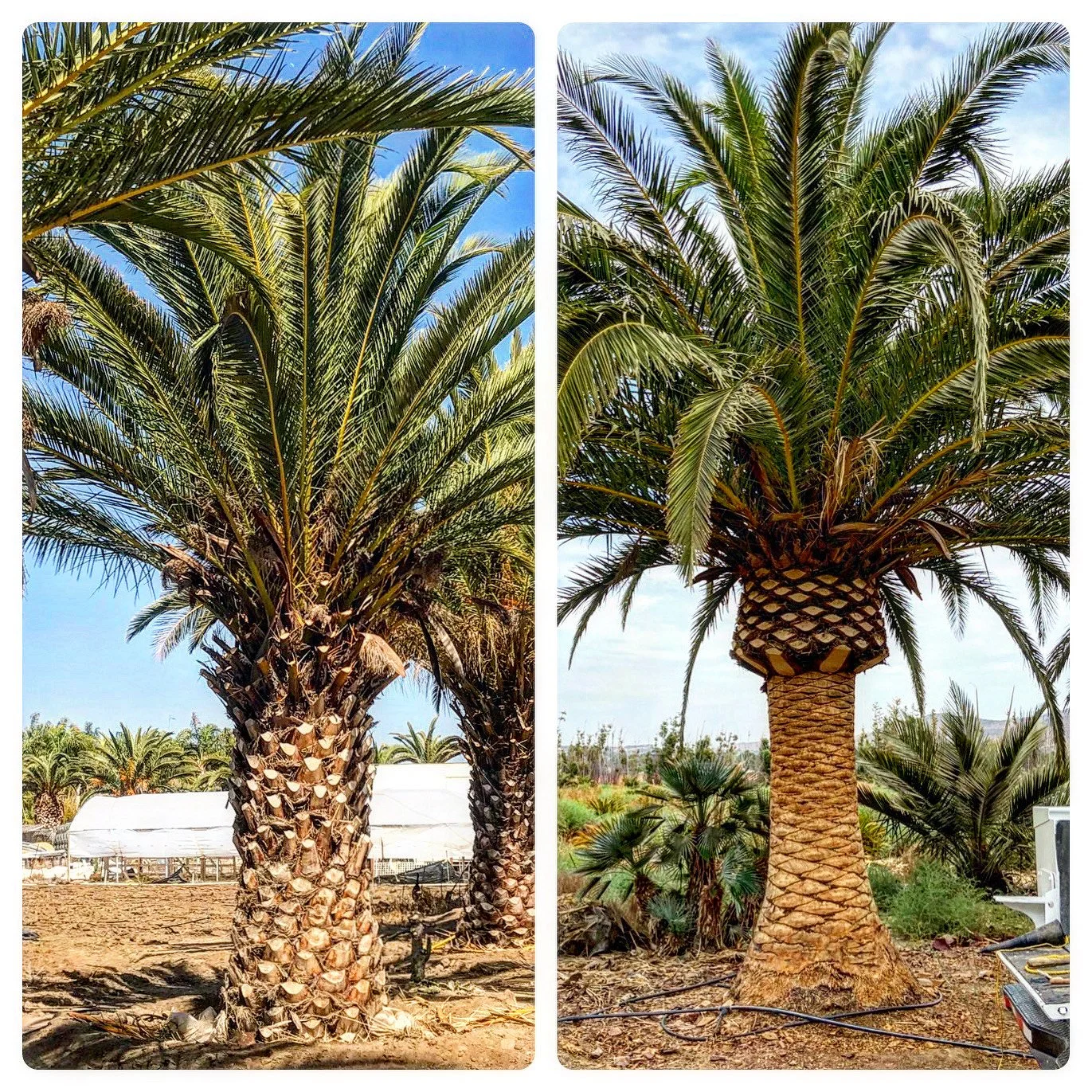 Date Palms for sale , Canary Palms for sale, Mexican Fan Palms for sale