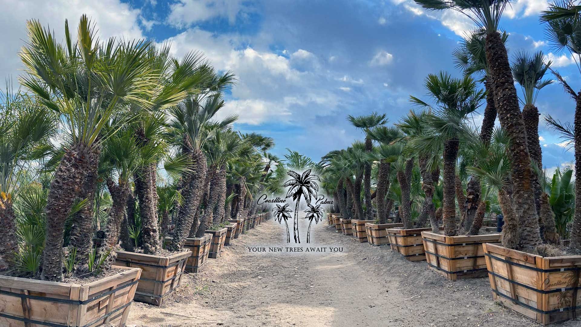 top-quality, California grown Mediterranean Fan Palms (Chamaerops humilis). A stunning, low-maintenance palm that enhances any Commercial or Residential landscape.
