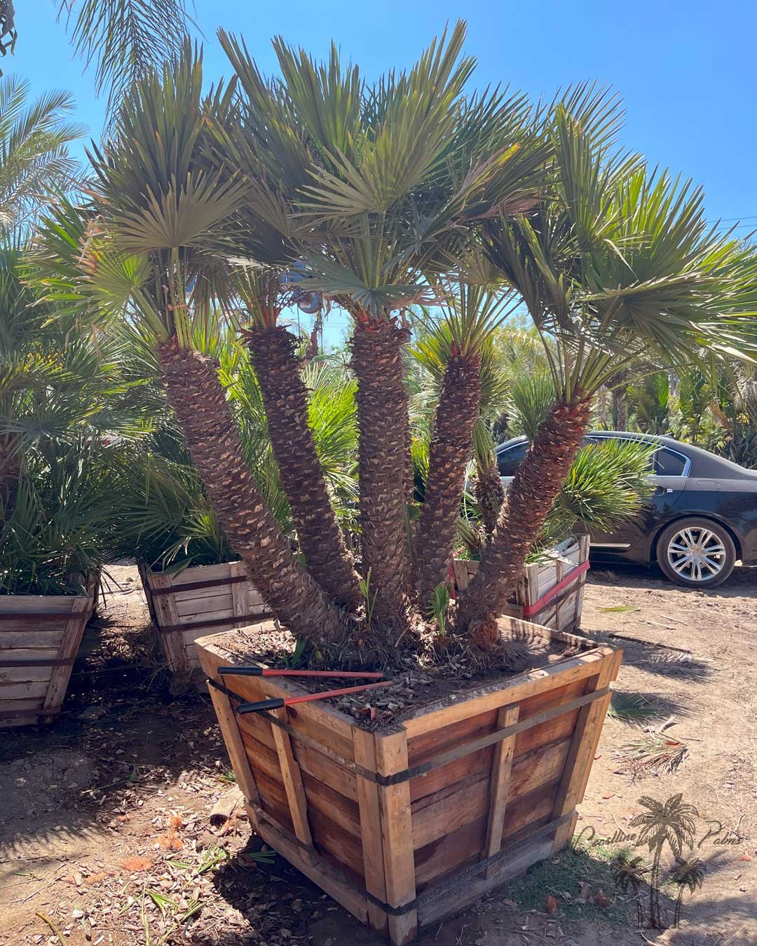 Mediterranean Fan Palm by Coastline Palms