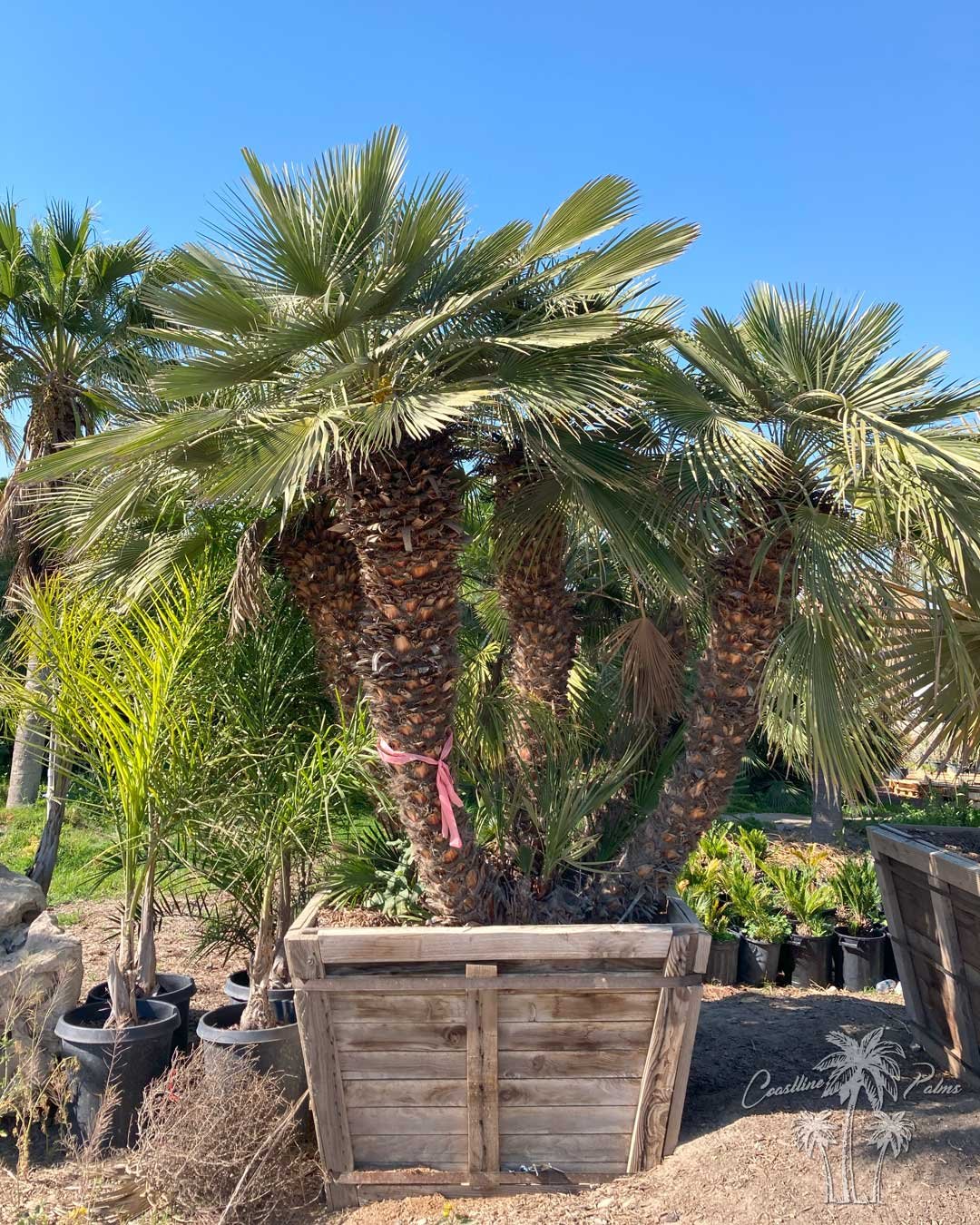 Coastline Palms Trees, Mediterranean Fan Palm, boxed in one of our California Yards