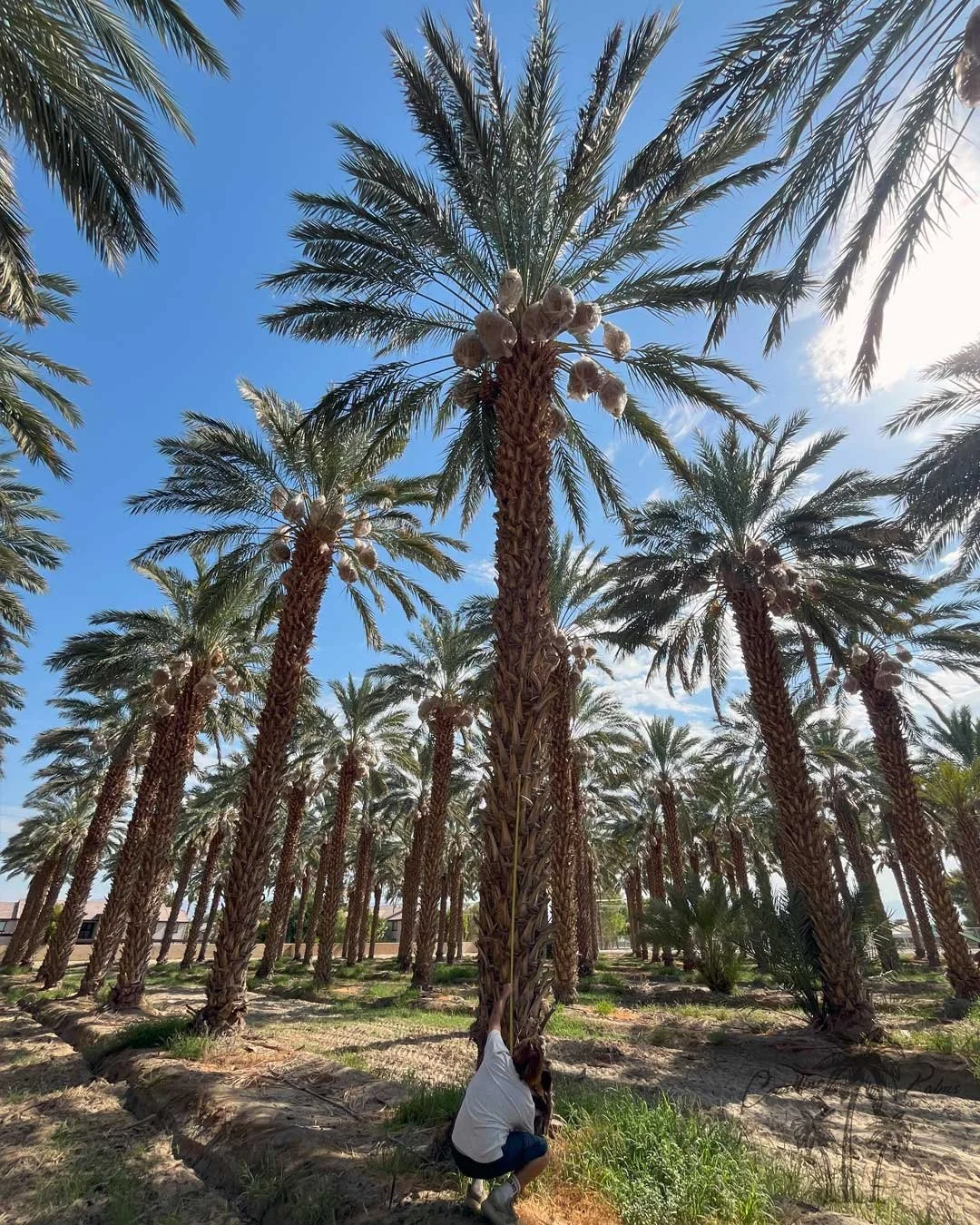Date palms from Coastline Palms trees, California premium palm trees inspection and maintenance by Rob