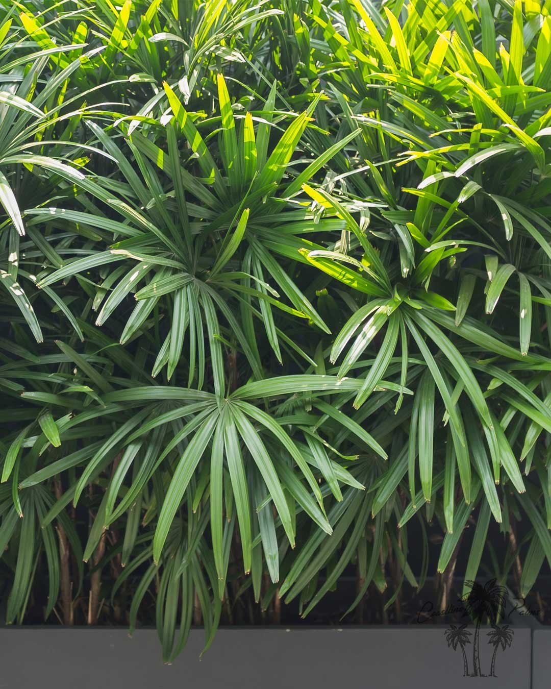 The elegant Rhapis Palm, or Lady Palm, enhances indoor and outdoor spaces with its lush, fan-shaped fronds and timeless charm. Indoors, it purifies air while adding a tranquil, tropical touch. Outdoors, it thrives in shaded areas, forming dense, soph