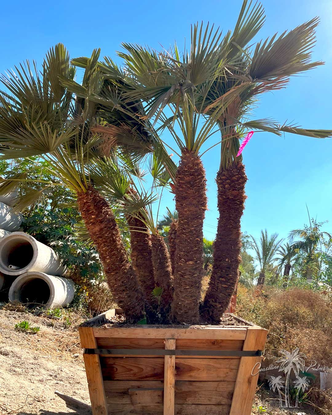 Coastline Palms Trees, Mediterranean Fan Palm, boxed at one of our California Yards