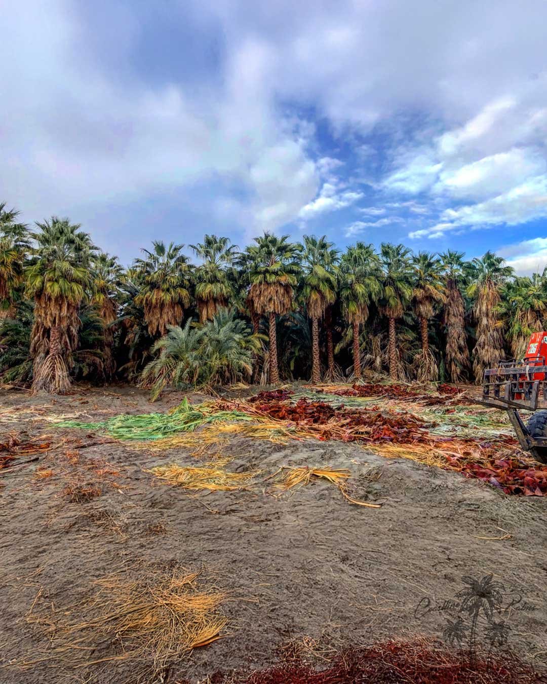 Hollywood Fan Palms by Coastline Palm Trees, California Farm