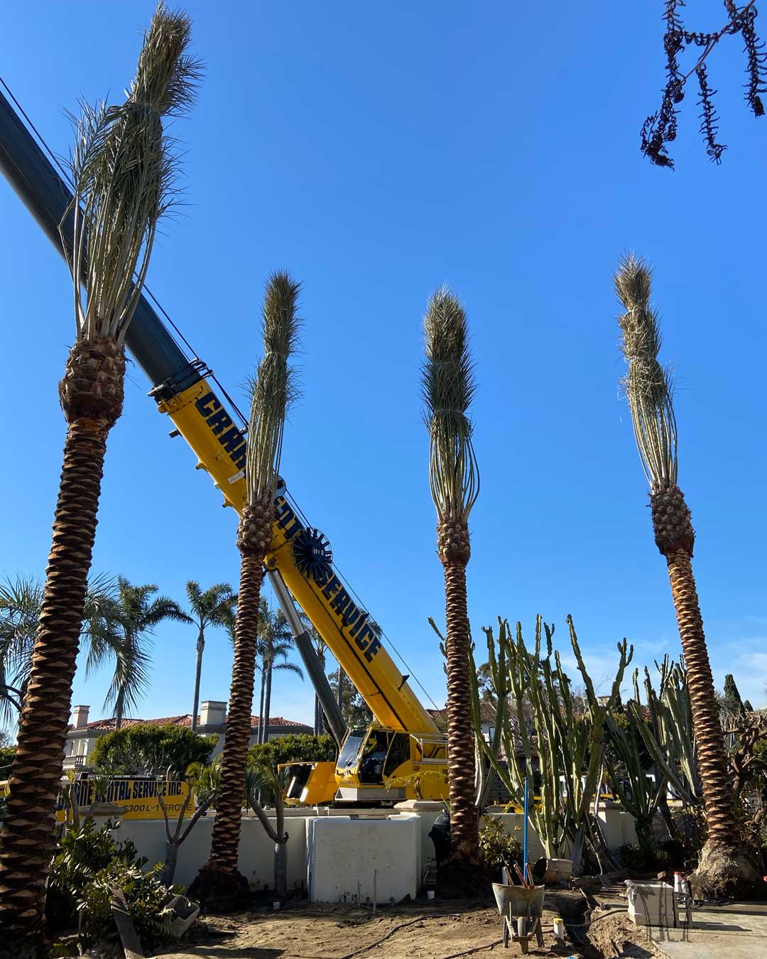 Date palms from Coastline Palms trees, Professional installation of palm trees in progress