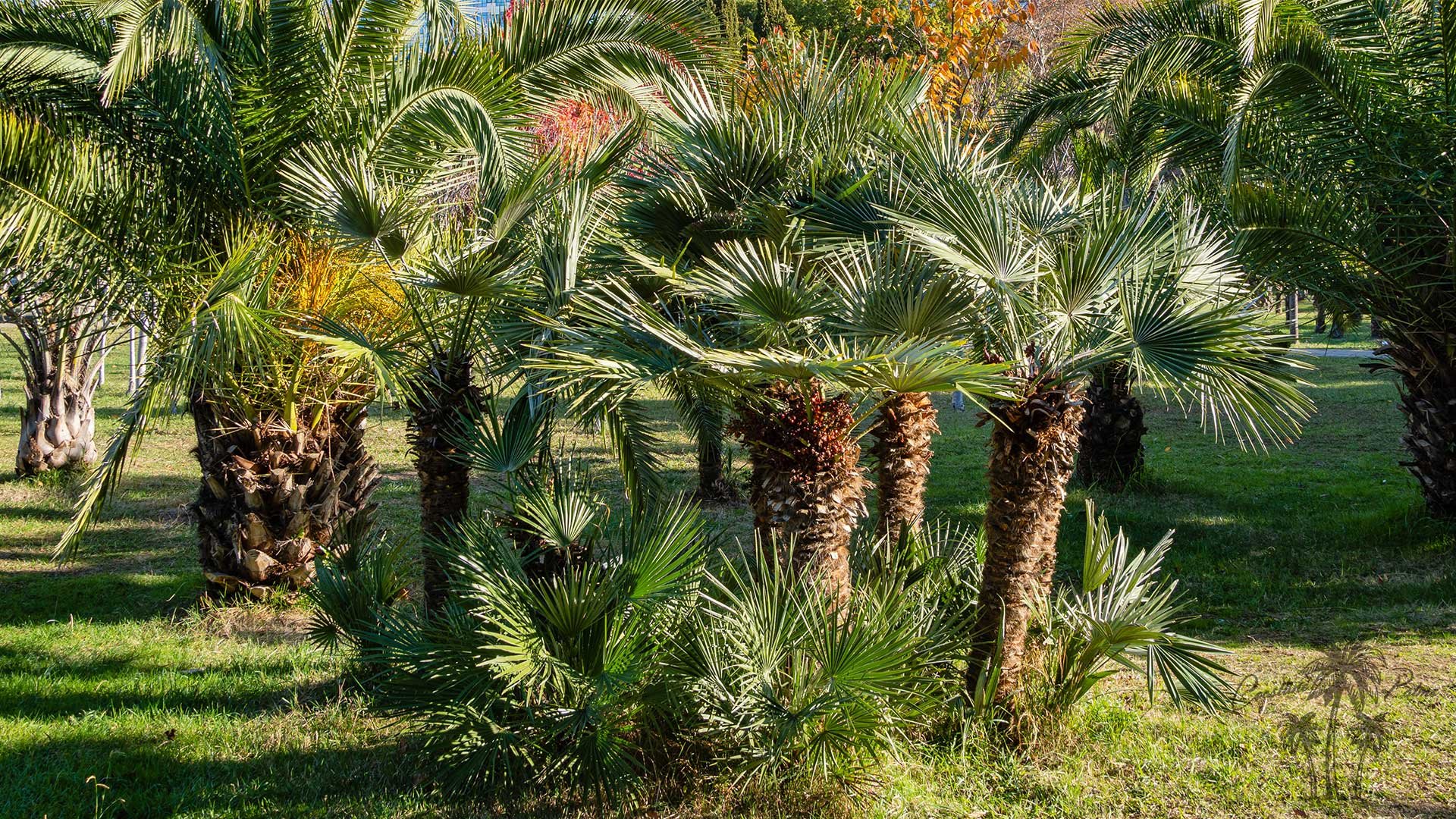 top-quality, California grown Mediterranean Fan Palms (Chamaerops humilis). A stunning, low-maintenance palm that enhances any Commercial or Residential landscape.