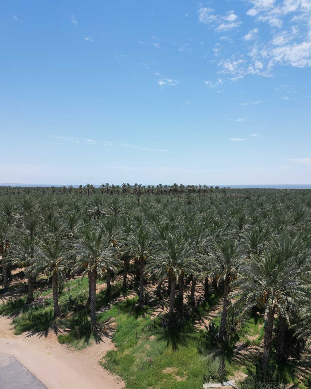 Date palms from Coastline Palms trees, flyover our California Palm Tree Farm