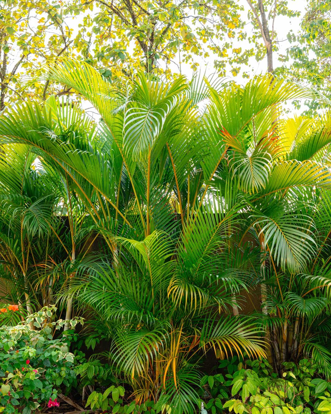 The Areca palm creates a lush, tropical hedge, offering privacy, shade, and a soothing island-like ambiance. Its feathery fronds enhance outdoor spaces while also purifying air, making it a versatile choice for both beauty and function in any setting