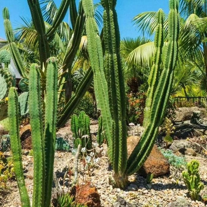 Monto Garden 🌵

Located in Kerikeri, Monto Garden is 1.4 hectares, which surrounds the house and extends out across a sloping lawn. The overall design is comprised of rocks and group plantings, using natives, subtropicals, exotics, drought lovers, a