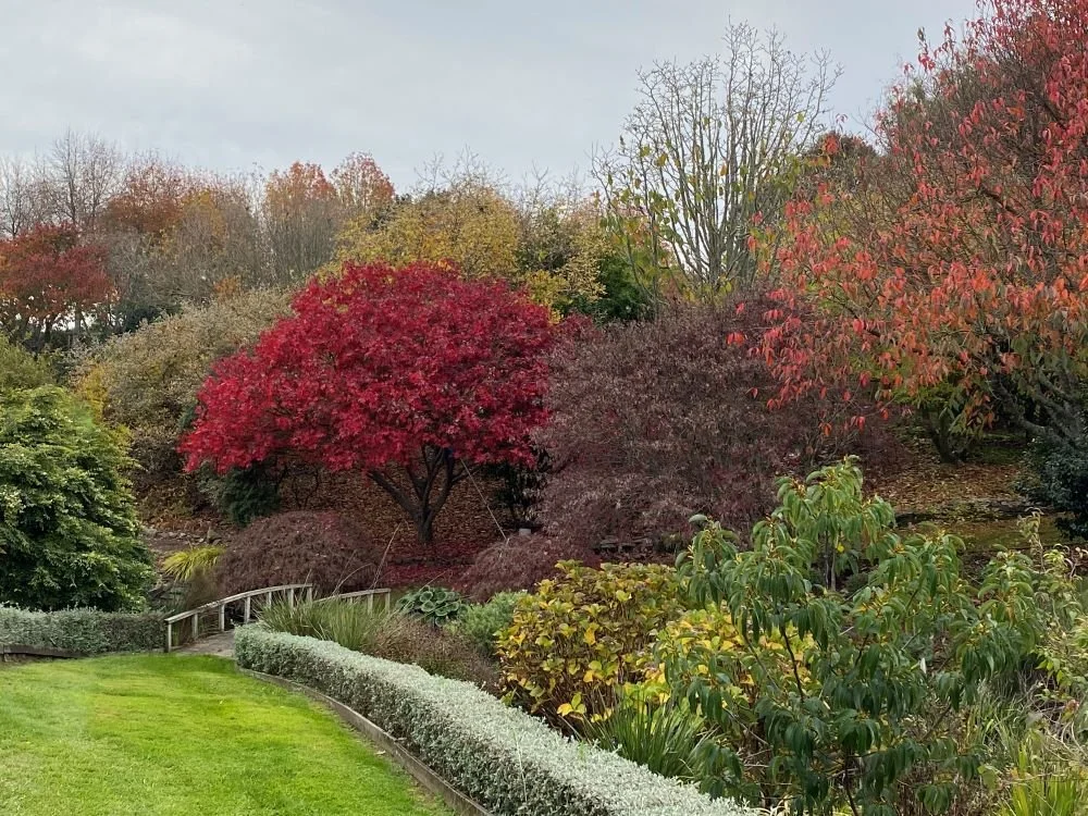 Shalendy ★★★★

Shalendy garden was established in 1990 from a bare paddock to complement our new home and create a piece of paradise to look good all year round. Arrive via a tar-sealed winding drive through plantings of avocados. Upon entering the g