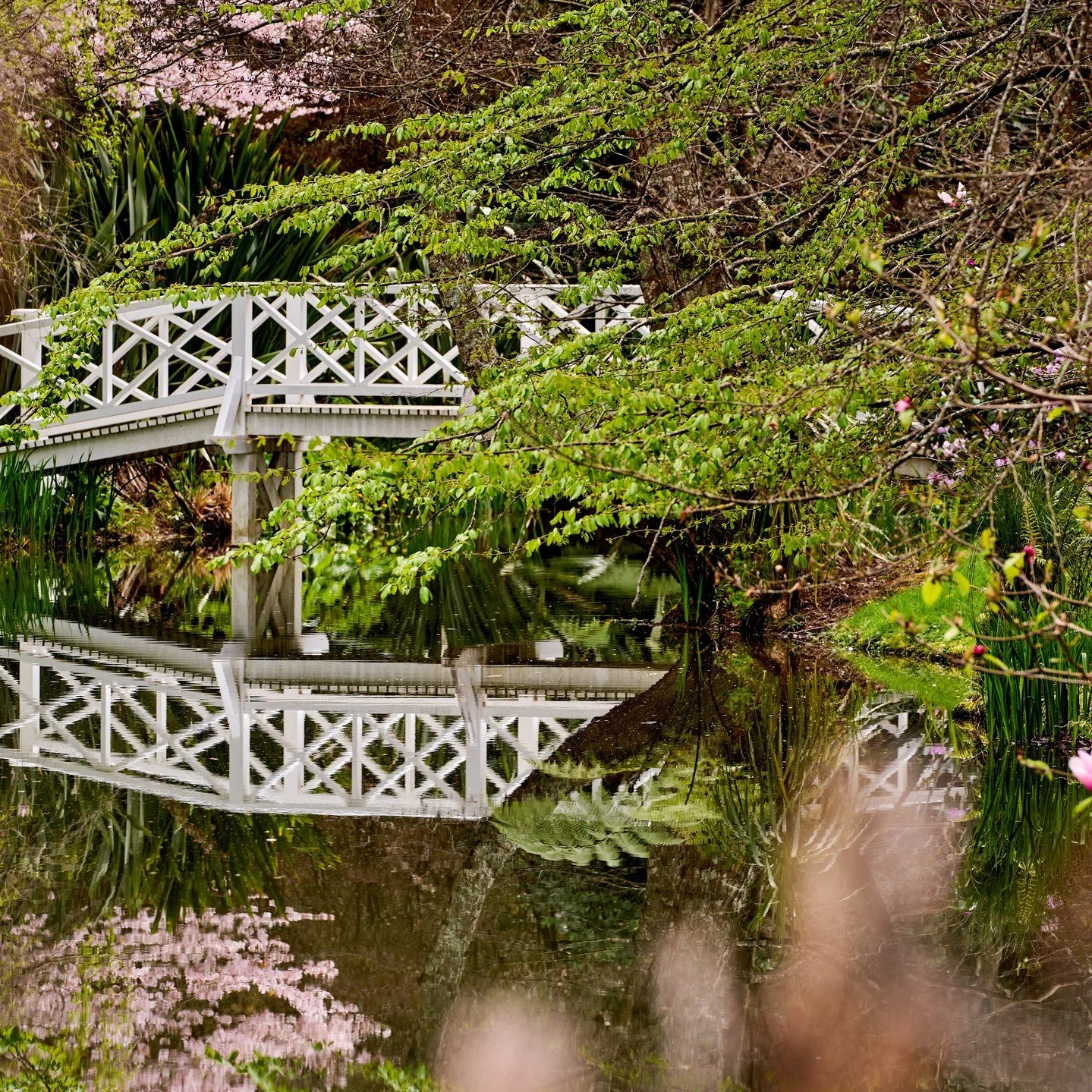 One day. Five remarkable Wairarapa gardens.
And most of them are never usually open to the public.

We&rsquo;ve been given rare access to:

✨ Fernside
✨ Richmond Estate
✨ Parkvale Garden
✨ Longbush Cottage
✨ Dead Rabbits Run
✨ Plus &mdash; meet the o