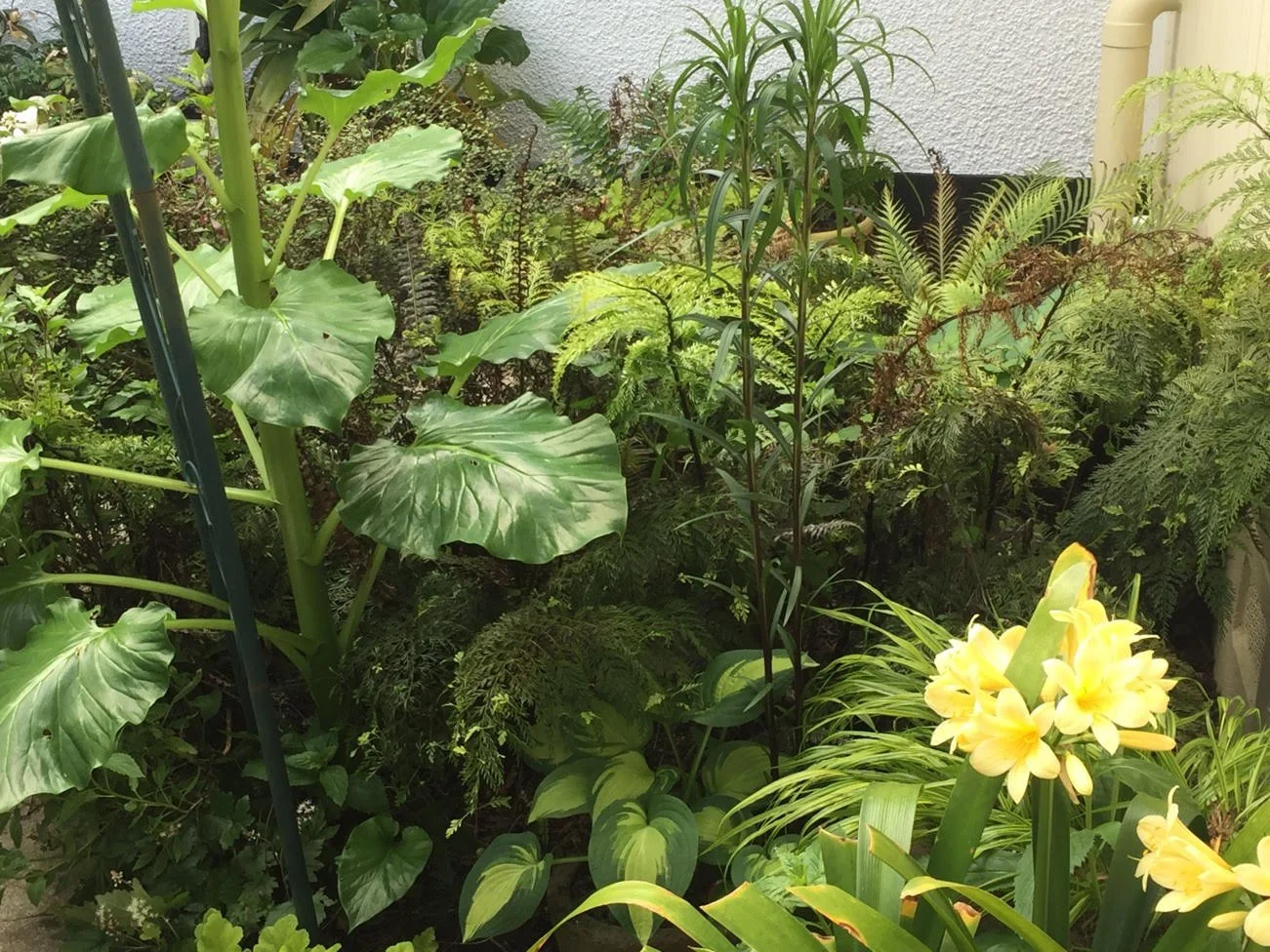Tussix ★★★★

In late spring, Tussix has one of the finest displays of Chatham Island forget-me-nots to be seen. At the same time the garden is filled with bearded iris, roses and rhododendrons in full colour. A pergola covered in wisteria and jackman
