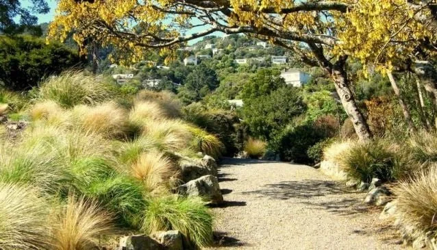 Ōtari-Wilton&rsquo;s Bush Native Botanic Garden ★★★★★★

A Living Celebration of Aotearoa&rsquo;s Native Plants

Ōtari-Wilton&rsquo;s Bush is a haven of native flora, boasting the country&rsquo;s only public botanic garden dedicated solely to native p