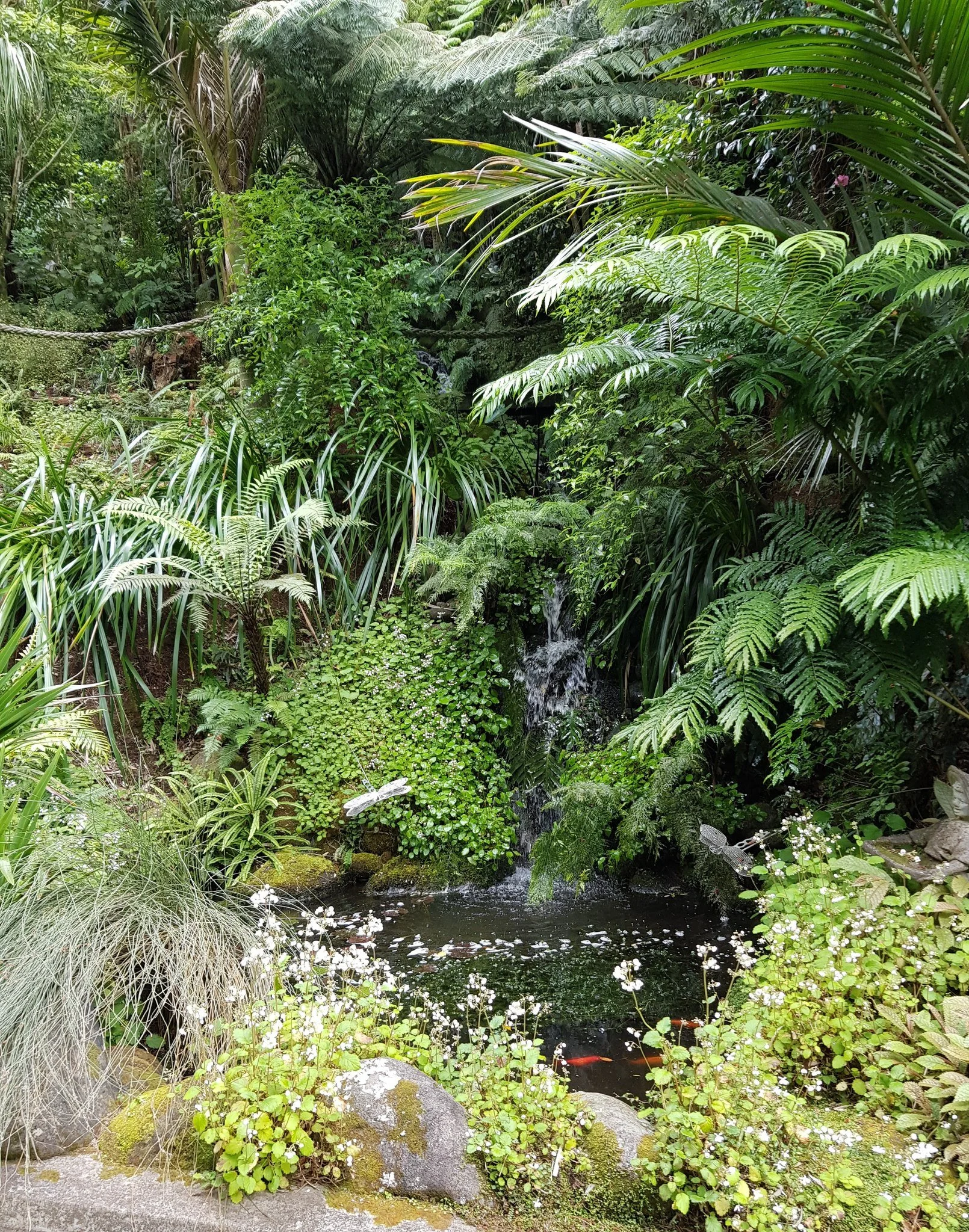 Nikau Grove ⭐⭐⭐⭐⭐⭐

Nestled in a lush, steep-valley setting near New Plymouth, Nikau Grove presents a rich layering of native and exotic planting under a canopy of towering trees.

Hundreds of nīkau palms create a South-Pacific feel, while the unders