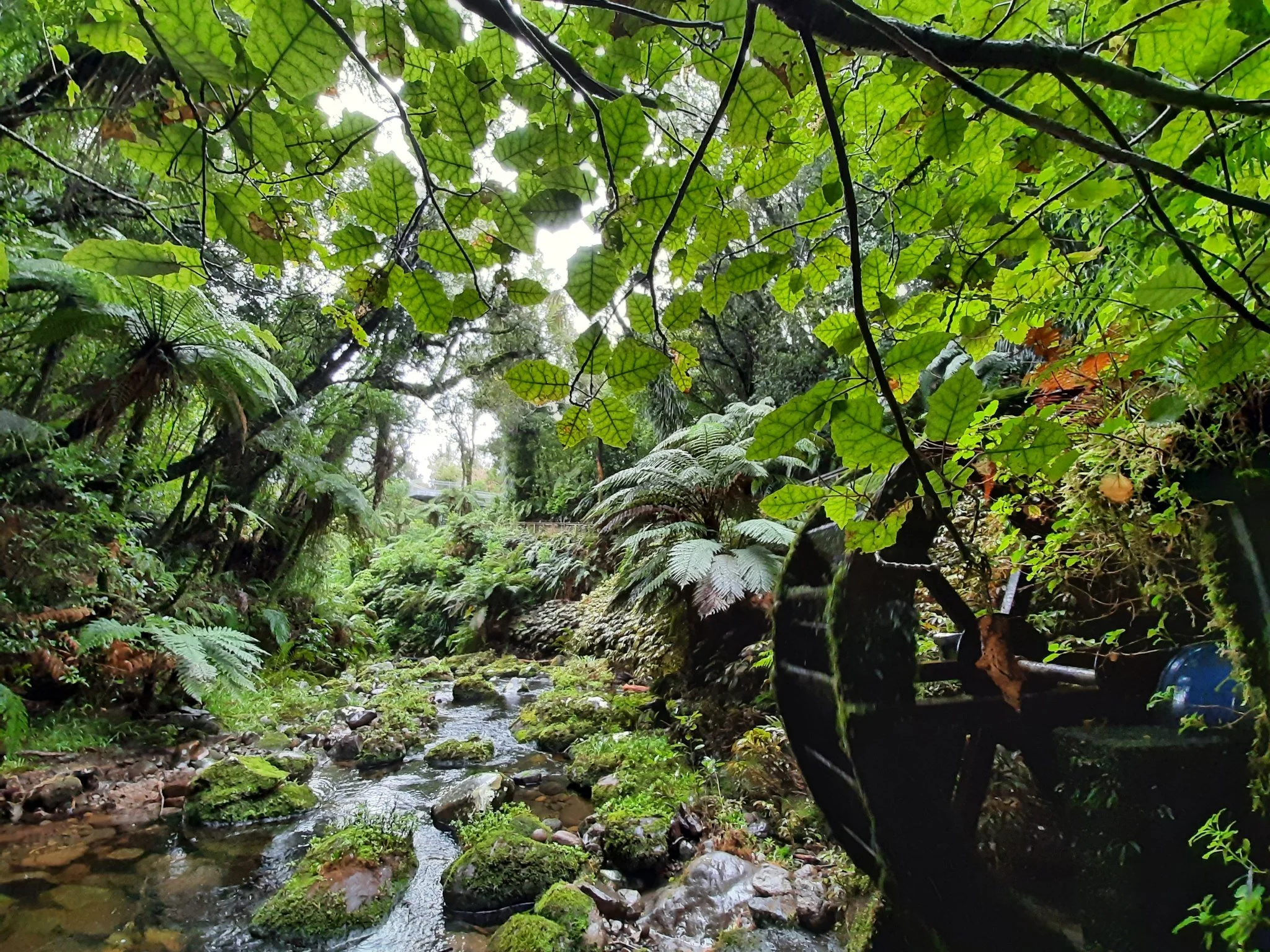 Pukeiti ⭐⭐⭐⭐⭐

Set between the Kaitake Ranges and the western slopes of Taranaki Maunga, Pukeiti is one of New Zealand&rsquo;s most atmospheric gardens, known for its vast rhododendron collection and deep, misty rainforest landscape.

Open year-round