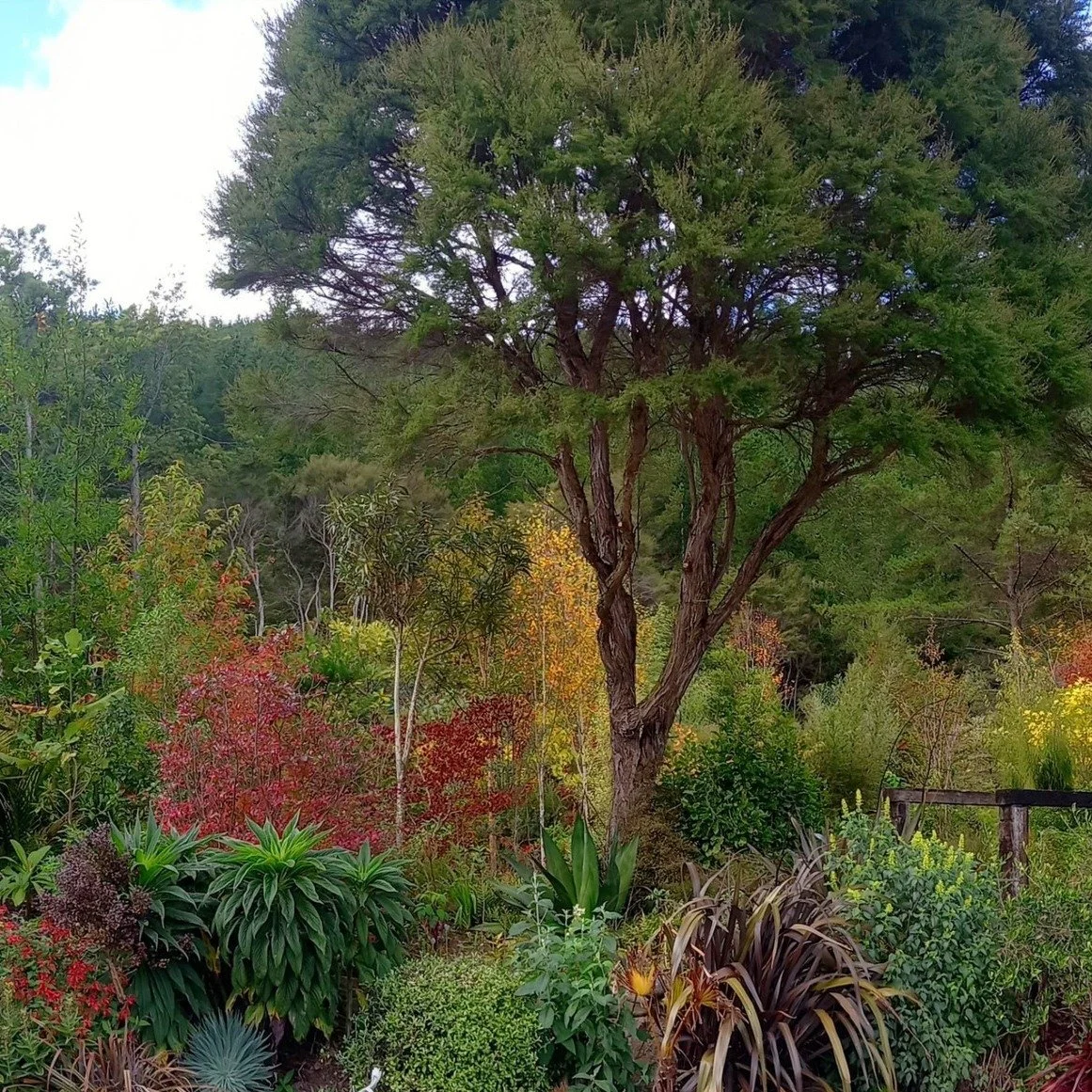 🌟New 5 Star Garden for 2026!🌟Doctor's Point - A Garden of National Significance

Twenty minutes north of Dunedin is Doctor&rsquo;s Point Garden. The area is named after where Dunedin&rsquo;s Doctors used to holiday at their weekend cribs. The one a