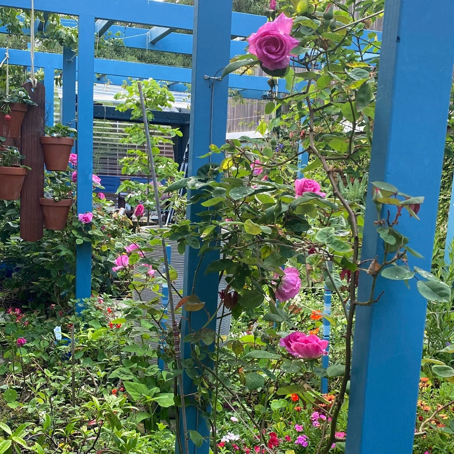 🌟New 4 Star Garden for 2026!🌟The Haven - A Garden of Significance

Tucked behind a 1964 Modernist courtyard house in Lyall Bay, The Haven is a richly layered retreat designed for colour, texture and year-round interest. The house, recognised for it