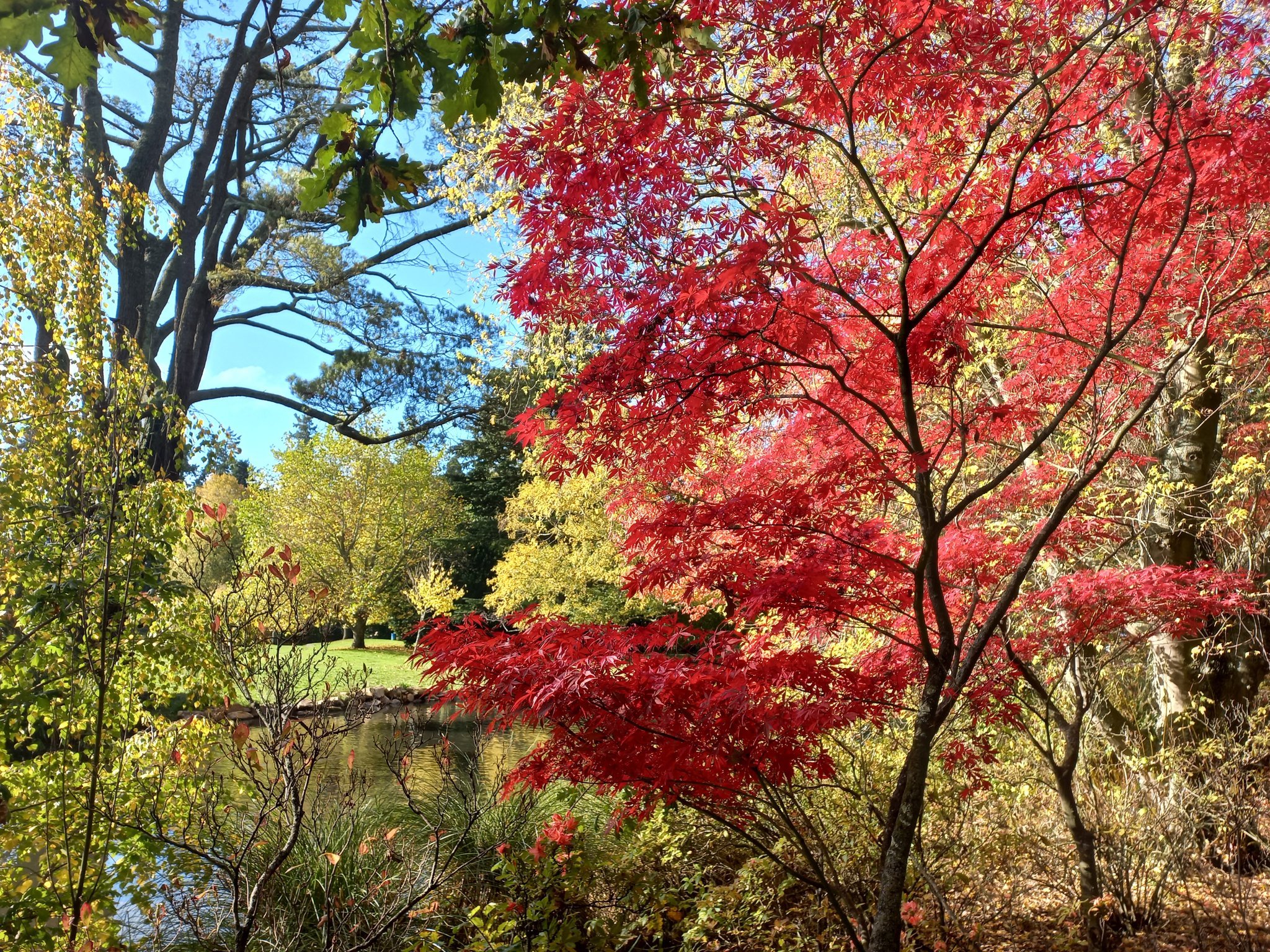🌟New 4 Star Garden for 2026!🌟The Ashburton Domain - A Garden of Significance

The Domain has many botanically diverse plantings. It contains both formal and informal areas, with a broad range of horticultural and garden interest provided throughout