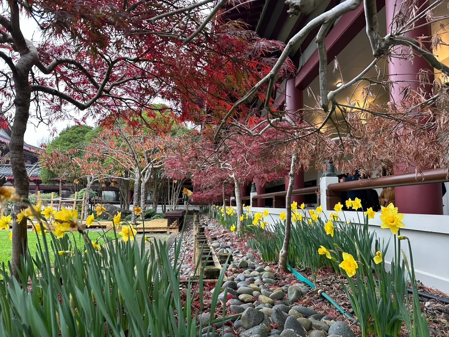 🌟New 4 Star Garden for 2026!🌟 Fo Guang Shan Buddist Temple NZ - A Garden of Significance

Nestled in the peaceful suburb of Flat Bush, Auckland, the garden at Fo Guang Shan Buddhist Temple of New Zealand offers a tranquil sanctuary where nature and