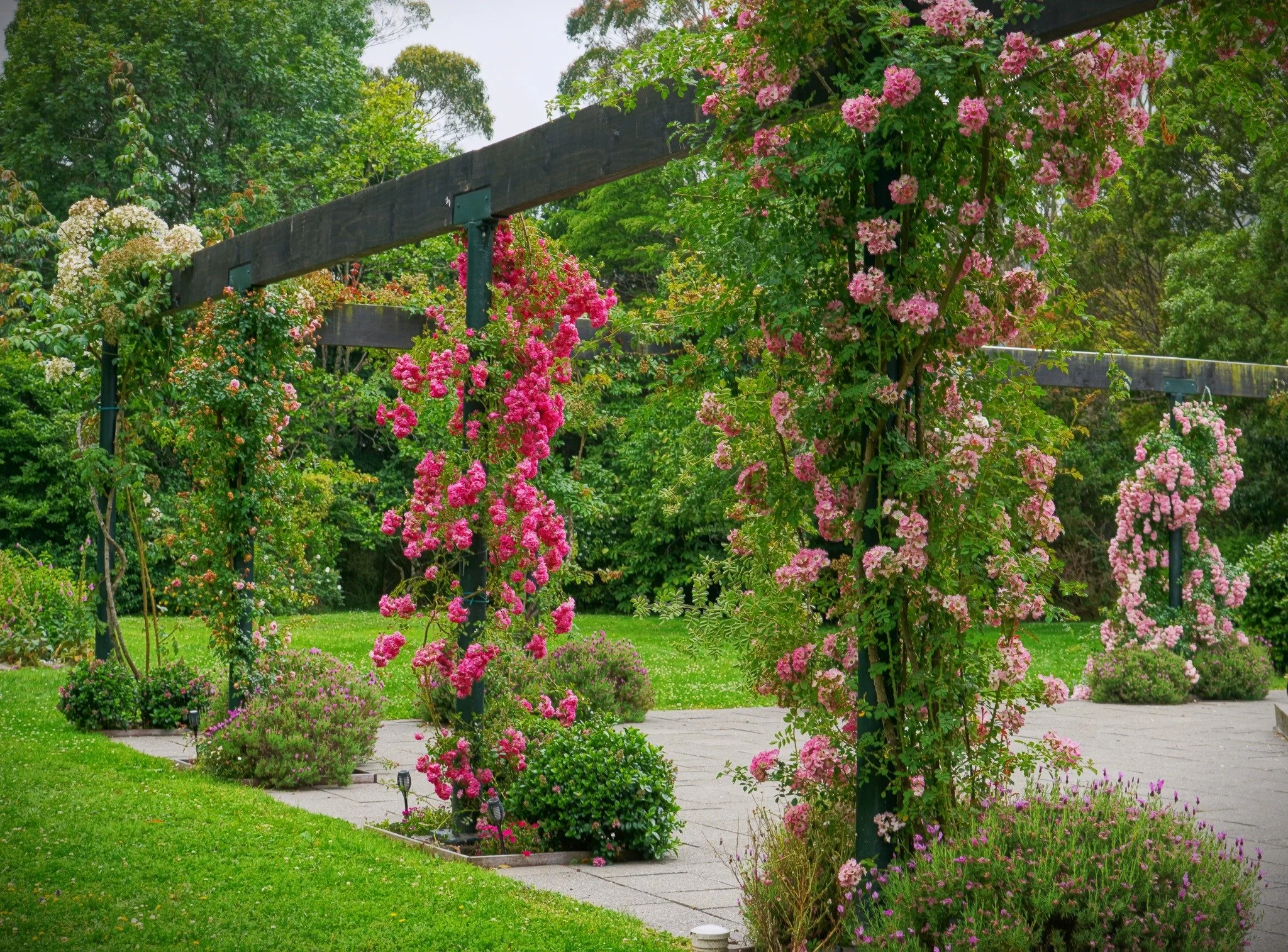 🌟New 4 Star Garden for 2026!🌟Woodcote - A Garden of Significance

Set within the rolling landscape of Mangaroa Farms just outside of Wellington. Woodcote is being cultivated as a vibrant, biodiverse sanctuary for the community&mdash;a place where p