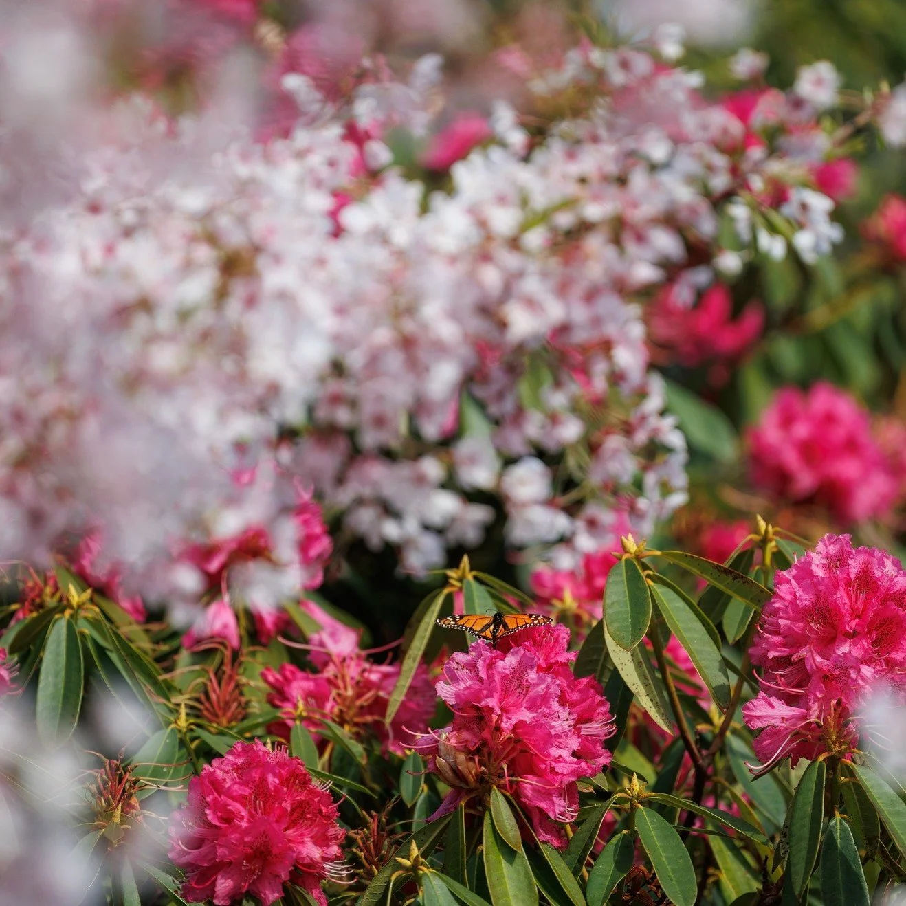 Congratulations to Anam Cara - they have been awarded 4 stars this year - up from their previously held 3 stars. 🌟🌟🌟🌟

A hidden gem in the sunny Kapiti Coast, and a not so little garden. The mix of native and exotic trees greet you, as though you