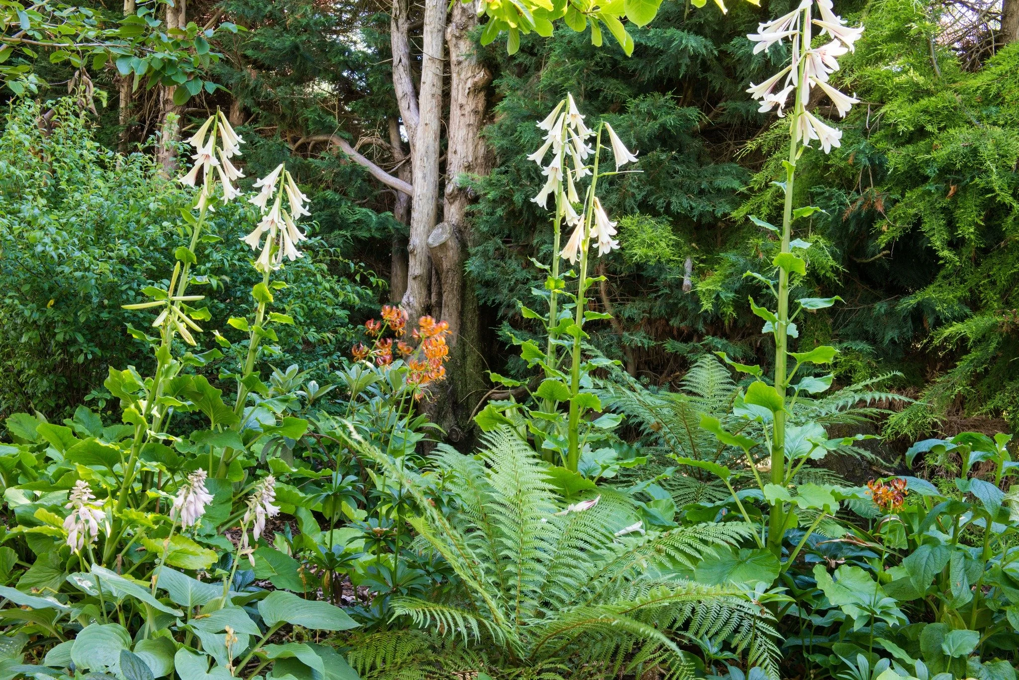 Eliza&rsquo;s Garden Cottage ★★★★★ 

Set among vineyards and just a short distance from its sister garden, Welton House, Eliza&rsquo;s Garden Cottage has been carefully restored over the past decade and is now open to visitors. As a five-star garden 