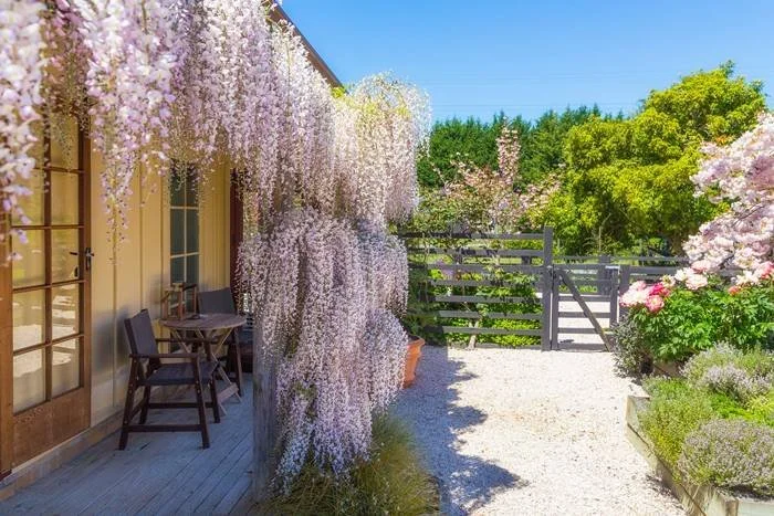 Tasman Village Cottage ★★★★

Set on half an acre developed from a bare paddock in 1996, this garden is a thoughtfully structured garden designed to nourish both body and mind.

Trees, shrubs, and clipped forms &mdash; native and exotic &mdash; create
