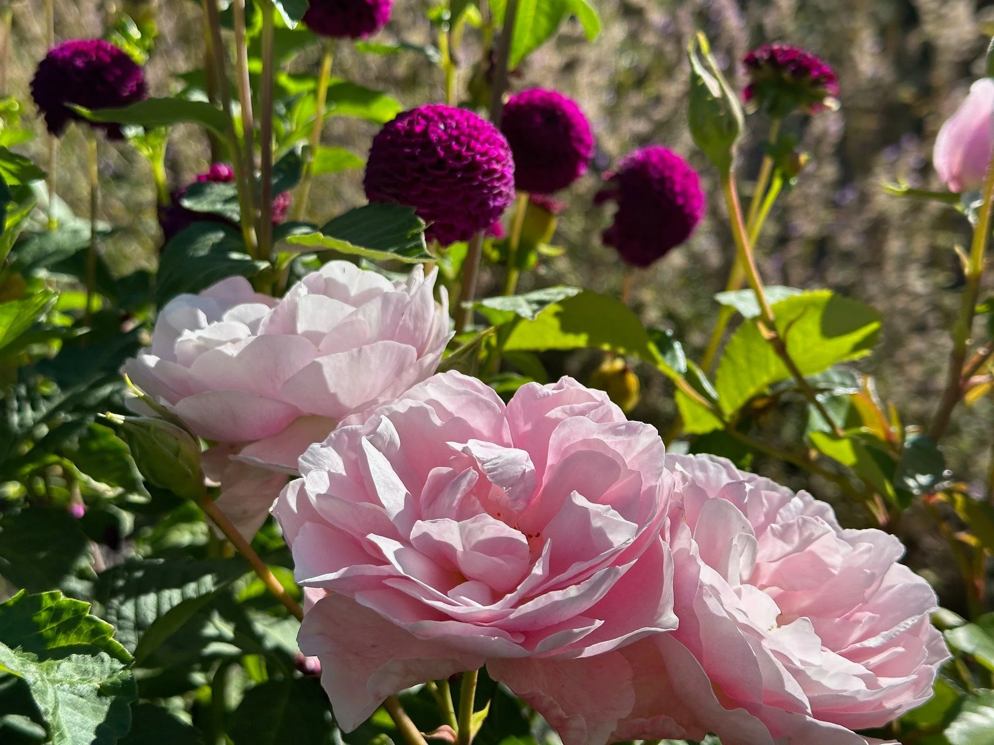 Oasis Cottage ★★★

Just outside Oxford, beneath Mount Oxford and the Southern Alps, Oasis Cottage is a five-acre country garden set around an 1898 homestead. Formal structure is softened with a generous sense of wildness, creating a garden that shift