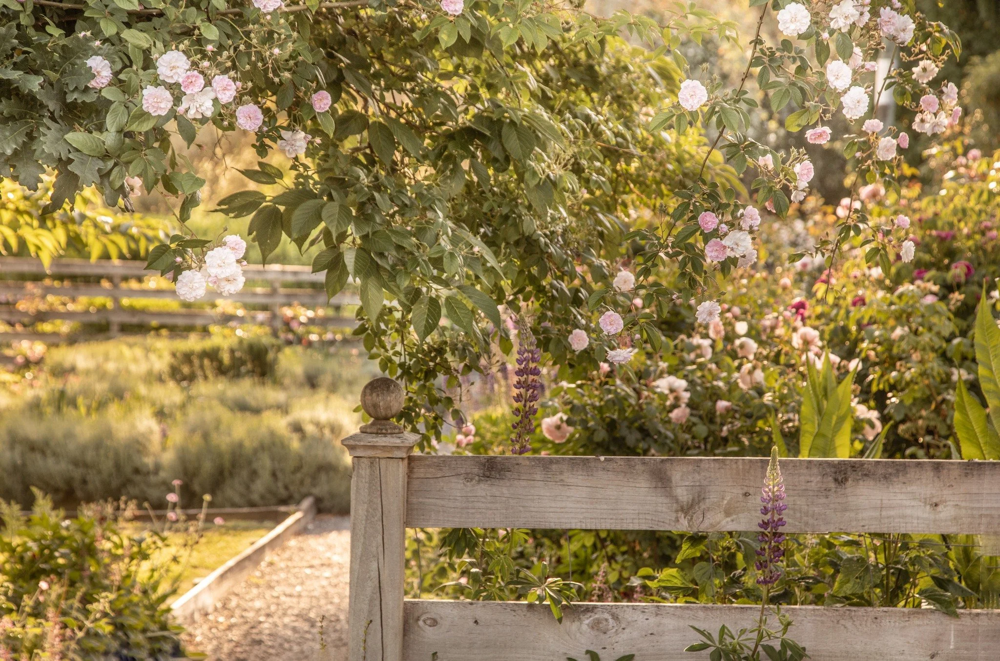 Longbush Cottage ★★★★

A flower-filled cottage garden in the heart of the Wairarapa, Longbush Cottage unfolds across a hectare of colourful, carefully themed garden rooms radiating from an 1890s cottage.

Each space carries its own palette &mdash; fr