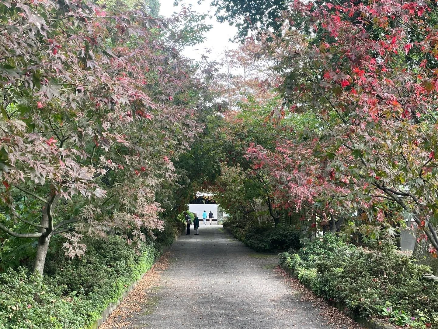 And our final conference garden owned by Ros and Philip Burdon. What a wonderful old country garden with incredible sculptures all overseen by a talented scone chef (Ros)! Thank you so much for your hospitality!