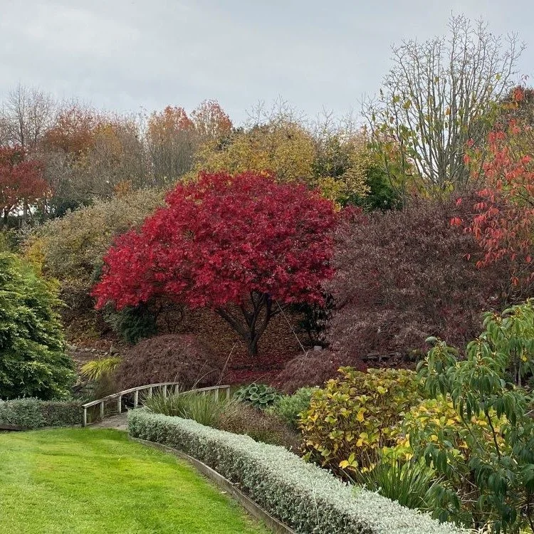 Shalendy
⭐⭐⭐⭐ Garden of Significance
From bare paddock to fully planted paradise &mdash; Shalendy in the Bay of Plenty has been thirty years in the making. Arrive through avocados, wander among magnolias and maples, and on a clear day, catch a glimps