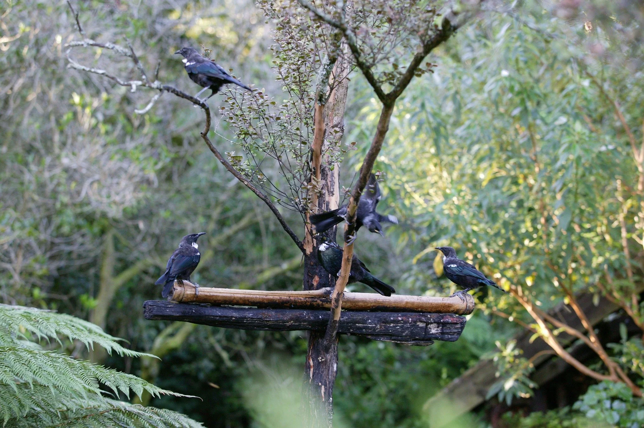 Te Kāinga Mārire
⭐⭐⭐⭐⭐⭐ Garden of International Significance
Half an acre of New Plymouth suburbia that feels entirely like the wild. Ferns, alpines, wetland plants, native trees &mdash; and a glowworm tunnel.

#newzealandgardenstrust #tekaingamarire